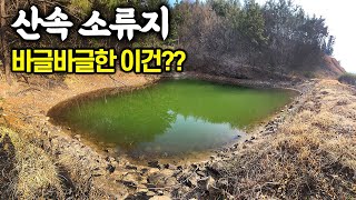 발길이 끊긴 산속 소류지에 바글거리는 녀석을 발견했다.