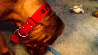 Dogue De Bordeaux Tug of War by naturepeaceluv1 1,266 views 13 years ago 2 minutes, 13 seconds