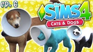 Cone of Shame for Everyone - The Sims 4: Raising YouTubers PETS - Ep 6 (Cats & Dogs)