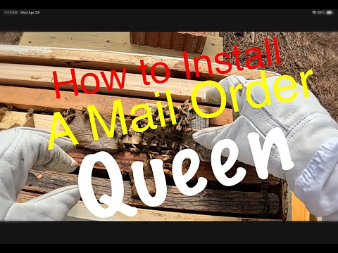 Beekeeping for Beginners