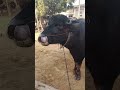 #bull #🦬#❤️🔥#❣️#cow #calf #buffalo