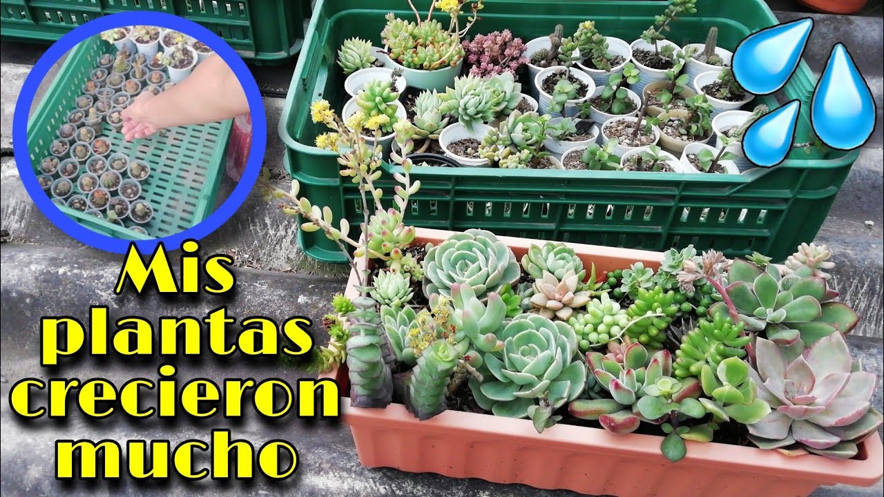 MIS SUCULENTAS DESPUÉS DE 1 SEMANA DE LLUVIA + TRABAJO EN MI VIVERO 🌱 | Jardines by Angie