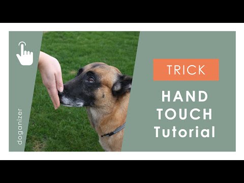 Video: Fragen Sie einen Hundetrainer: 6 clevere Anwendungen für das Hand-Touch-Queue Ihres Hundes