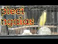 Pleci Ngalas Dengan Cepat Membuat Pleci Bakalan Cepat Gacor Mp3 - Mp4 Download