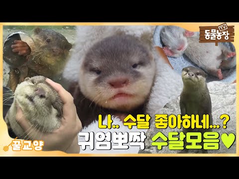 나.. 수달 좋아하네? 큐티뽀짝 동물농장 수달 모음 I TV동물농장 (Animal Farm) | SBS Story