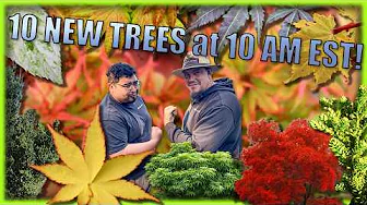 These Trees Will Make Your Jaw Drop! An Excellent 10@10 on the MrMapleShow