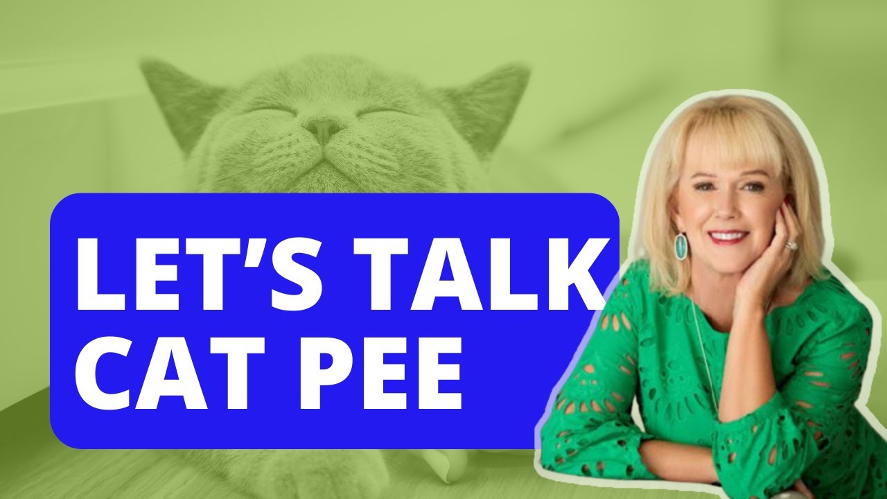 Let's Talk Cat Pee YouTube
