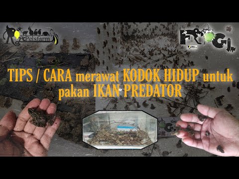 Video: Cara Memberi Makan Katak Putih Di Akuarium