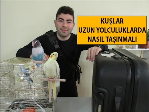 Video: Hangi Kuşun Kendi Kişisel Tatili Var?