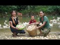 Harvesting duck eggs taking care of chicks on the farm farm life survival alone