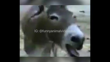 How do we laugh? We laugh politely (Animal Edition)