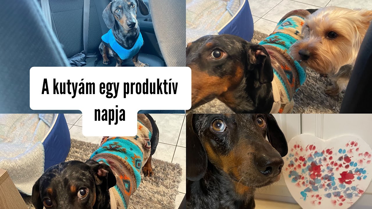A kutyám egy produktív napja ..