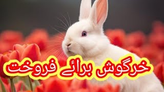 Rabbit Available For Sale In Pakistan | Rabbit | by Malik Hunter 89 views 13 days ago 8 minutes, 48 seconds