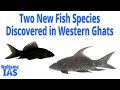 Two New Fish Species Discovered in Western Ghats | Labeo Uru and Labeo Chekida