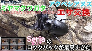 【Seria】アクベシアヌスミヤマクワガタ　エサ交換（ヨーロッパミヤマクワガタ）【セリア】Checking the larvae Weighing