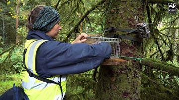 Mid-Wales Red Squirrel Appeal