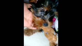 Mi Nueva Perrita Yorkie Jugando Con Sus Juguetes