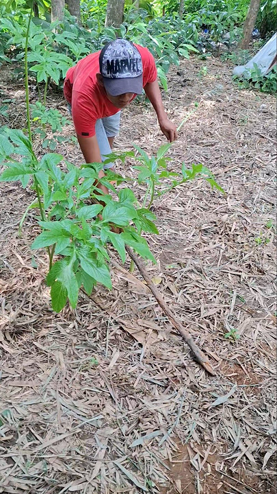 Lubang Ini di penuhi anak hewan #shortsviral #nature #birds