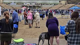 Sunday 3/10/24 And More Beautiful Dogs at the dog Show in Franklin Tennessee.