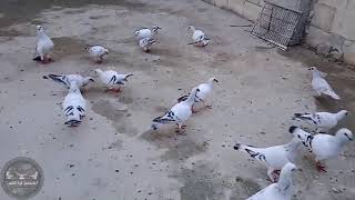 تشكيلة حمام بواظ مخاليف وفراخ وازواج الله يبارك لراعيهم   Birds   pigeons