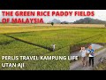 GREEN RICE FIELDS OF MALAYSIA / PERLIS TRAVEL VLOG / A VISIT DURING RICE HARVEST / KAMPUNG UTAN AJI