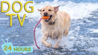 DOG TV: Best Videos Entertain & Relax for Dogs to Watch All Day No-Anxiety - Ultimate Music for Dogs