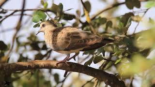 Tórtola (juvenil)🐦🐣🐤🪶 #filmmaking #fauna #wildlife