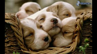 Cutest Baby Animals Videos Compilation