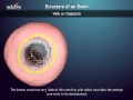 Structure of an Ovum