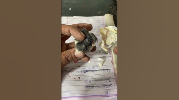 Chick was stuck in Egg shell - Man saved To break shell instantly