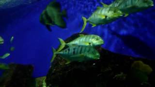 Big fishes tank in Singapore Aquarium