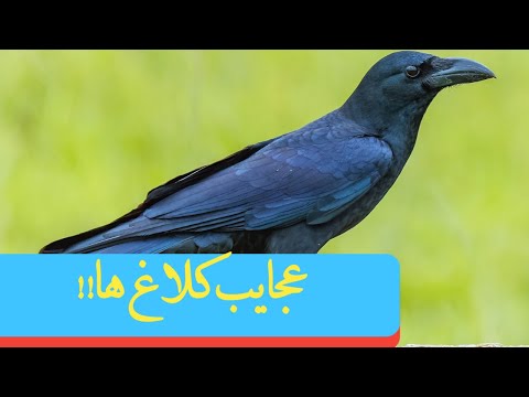 تصویری: کلاغ سیاه پرنده ای ترسناک عاقل است