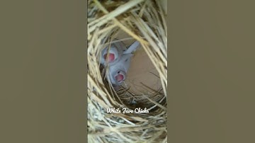 White Java Chicks.😍✨✨#white java#javabird#whitejava chicks