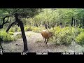 Trail Camera - Red deer 2020