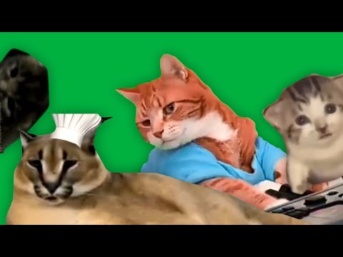 Мемные Коты 2! Футаж Green Screen