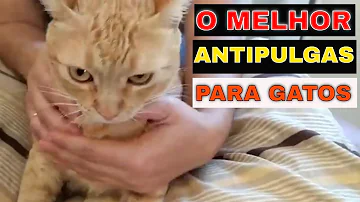 Pode usar o sabonete Matacura em gatos?