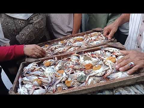 احلي وارخص سمك وجمبري معديه ادكو خط الرشيد اسكندريه