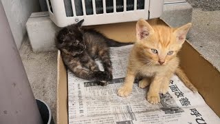 じゃれ合う子猫達が可愛過ぎる。