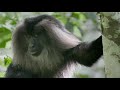 This Alpha Male Macaque’s Leadership Has Paid Dividends 🐒 Into the Wild India | Smithsonian Channel