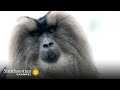 view This Alpha Male Macaque’s Leadership Has Paid Dividends 🐒 Into the Wild India | Smithsonian Channel digital asset number 1