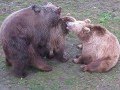 Kopulacja niedźwiedzi ZOO Wrocław 15.04.2012