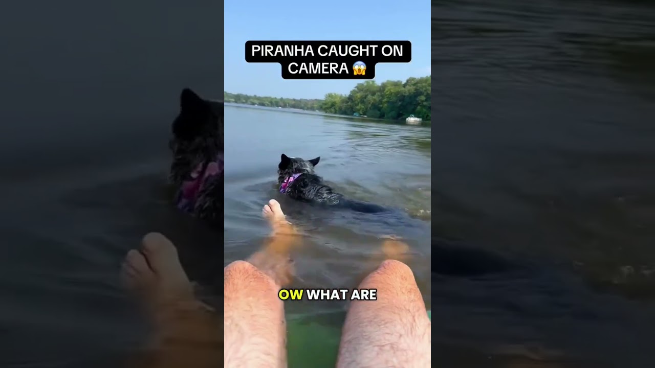 Dogs that love water