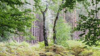 Woodland Photography in a Peaceful Pine Forest