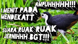 SUARA RUAK RUAK PIKAT AMPUH MEMANGGIL