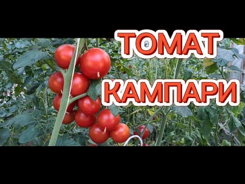 Video: Tomat Yang Empuk