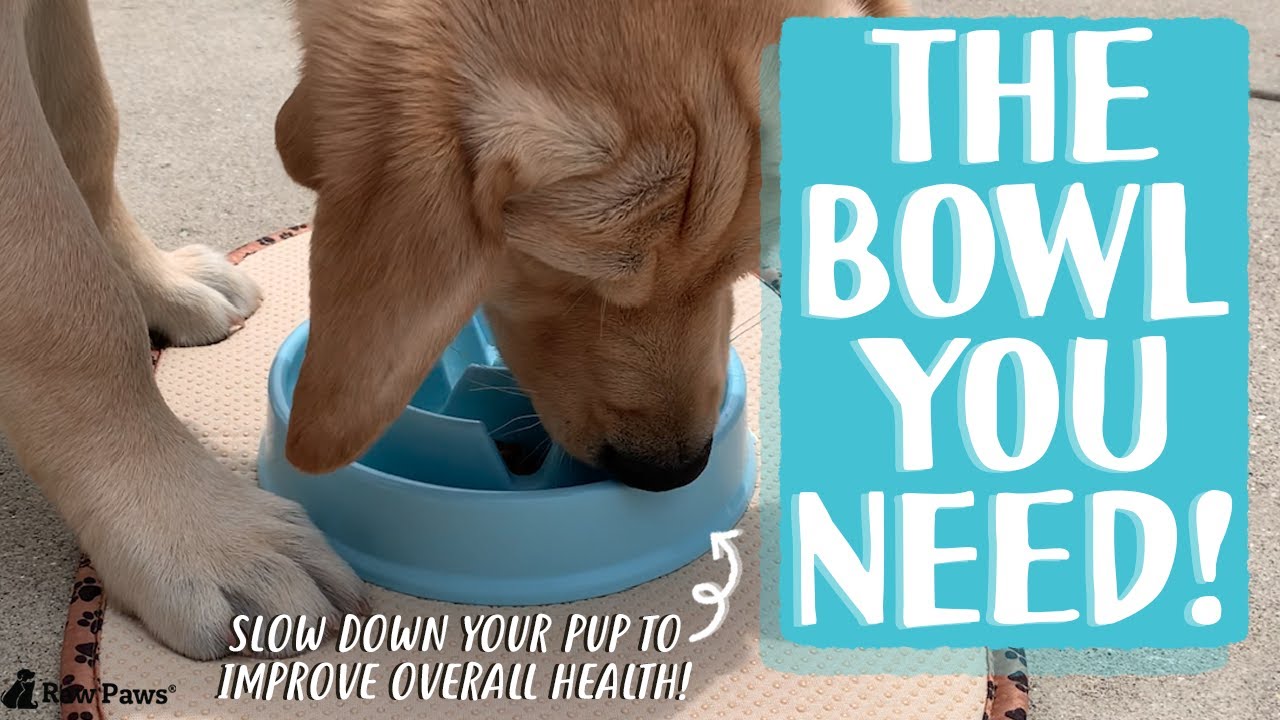 Make Mealtime Fun with Our Slow Feeder Bowl! Raw Paws Pet Food