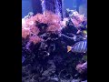 This tank could use some more anemones