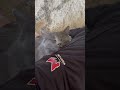 No way she fell asleep like THIS?!?!?! #funny #cat #prank #sugars #viralshorts