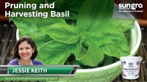 How To Prune and Harvest Basil
