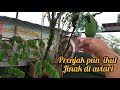 Prenjak ikut jinak di kandang aviari